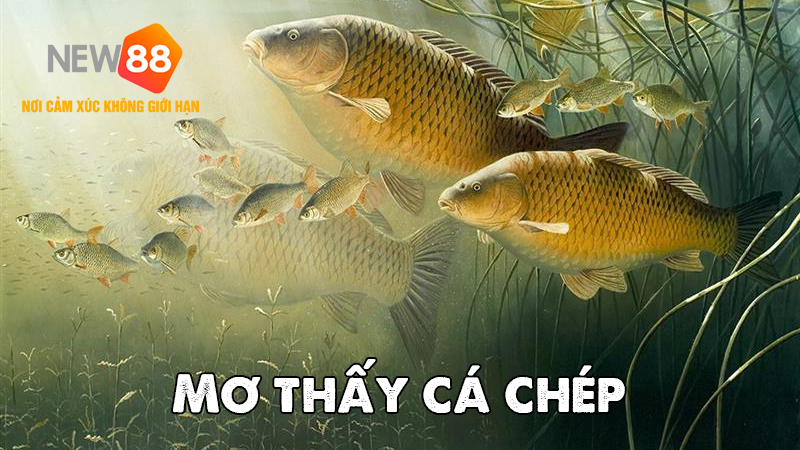 Mơ thấy cá chép là điềm báo gì?